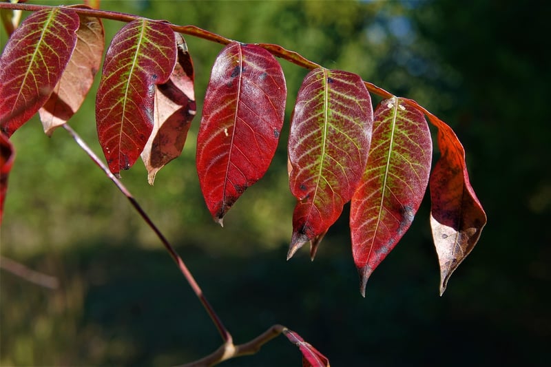 Sumac